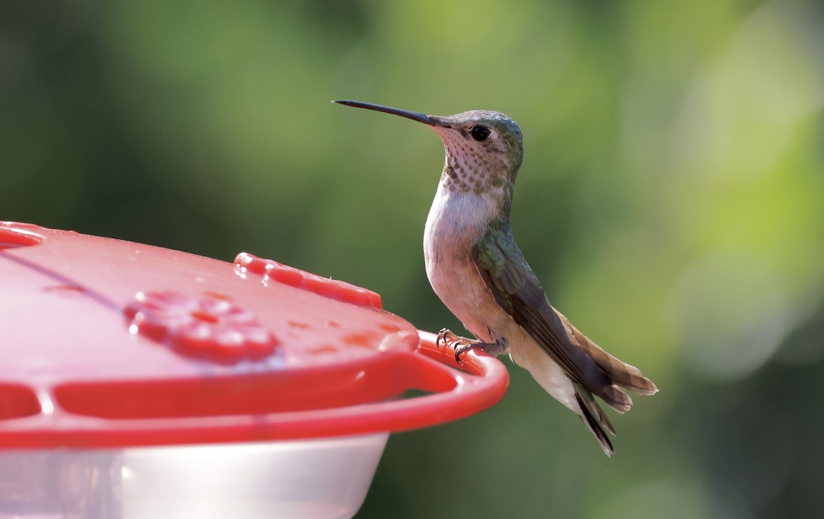 Broad-tailed Hummingbird - Anne Bielamowicz