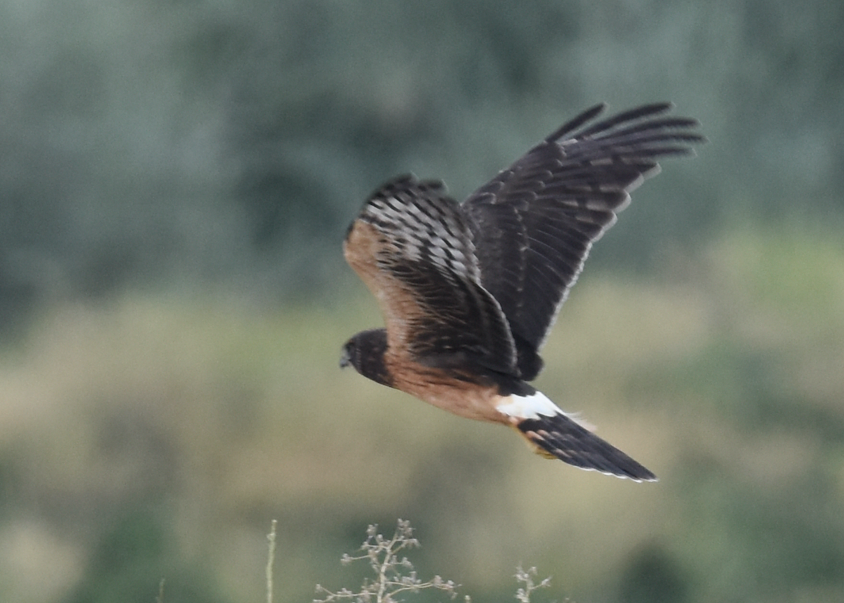 Northern Harrier - ML357233881