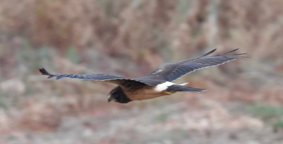 Northern Harrier - ML357233901
