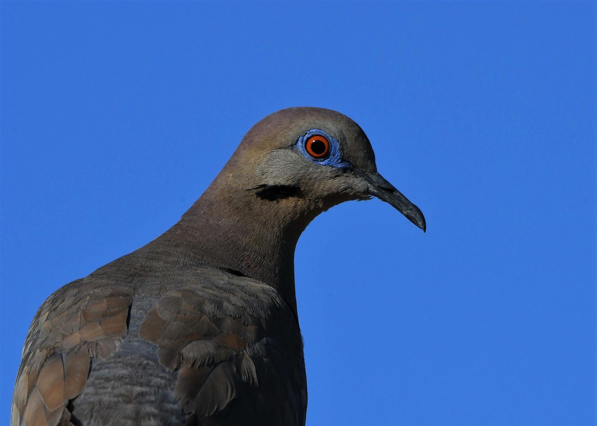 White-winged Dove - David Beaudette