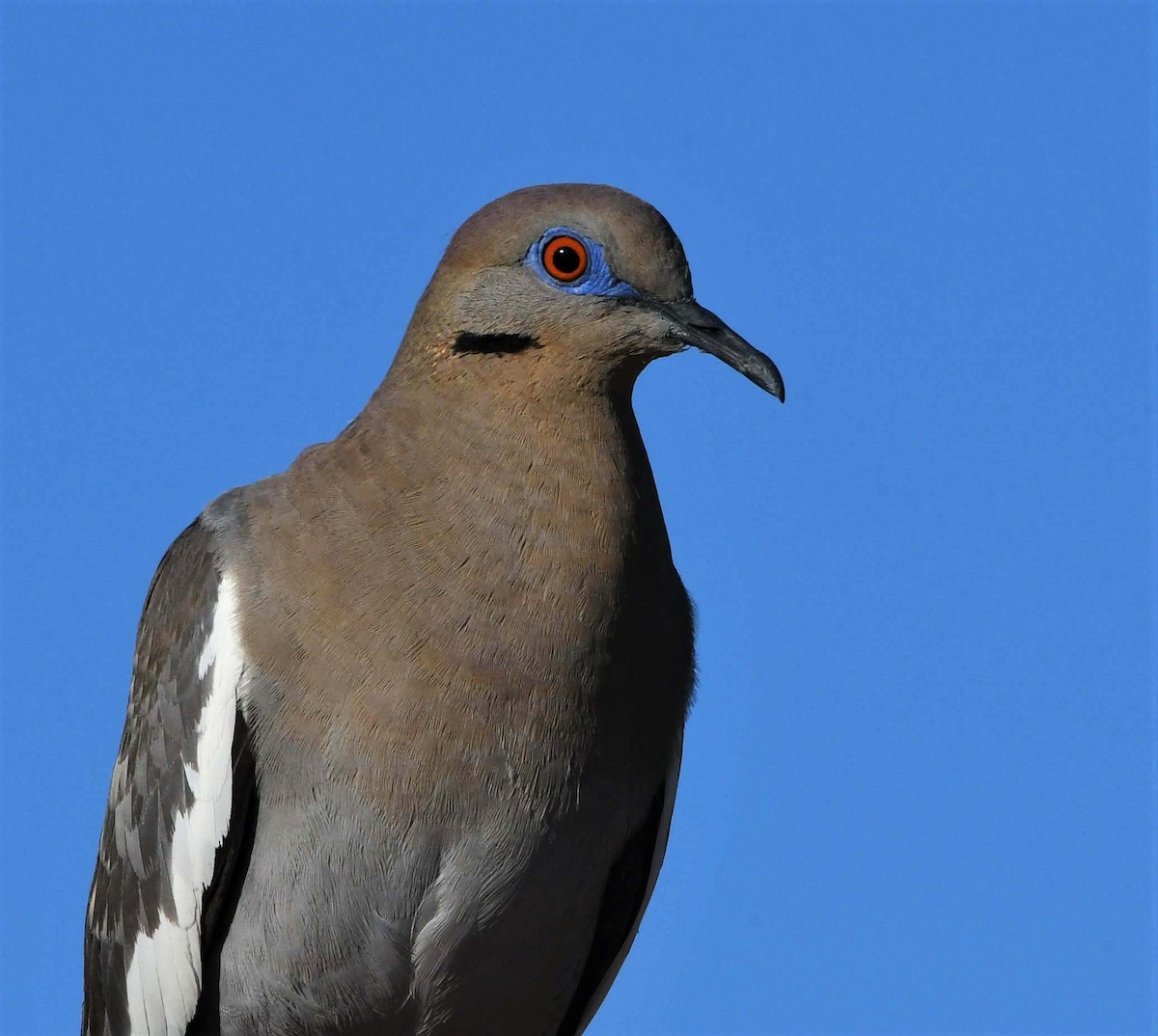 White-winged Dove - ML357234871
