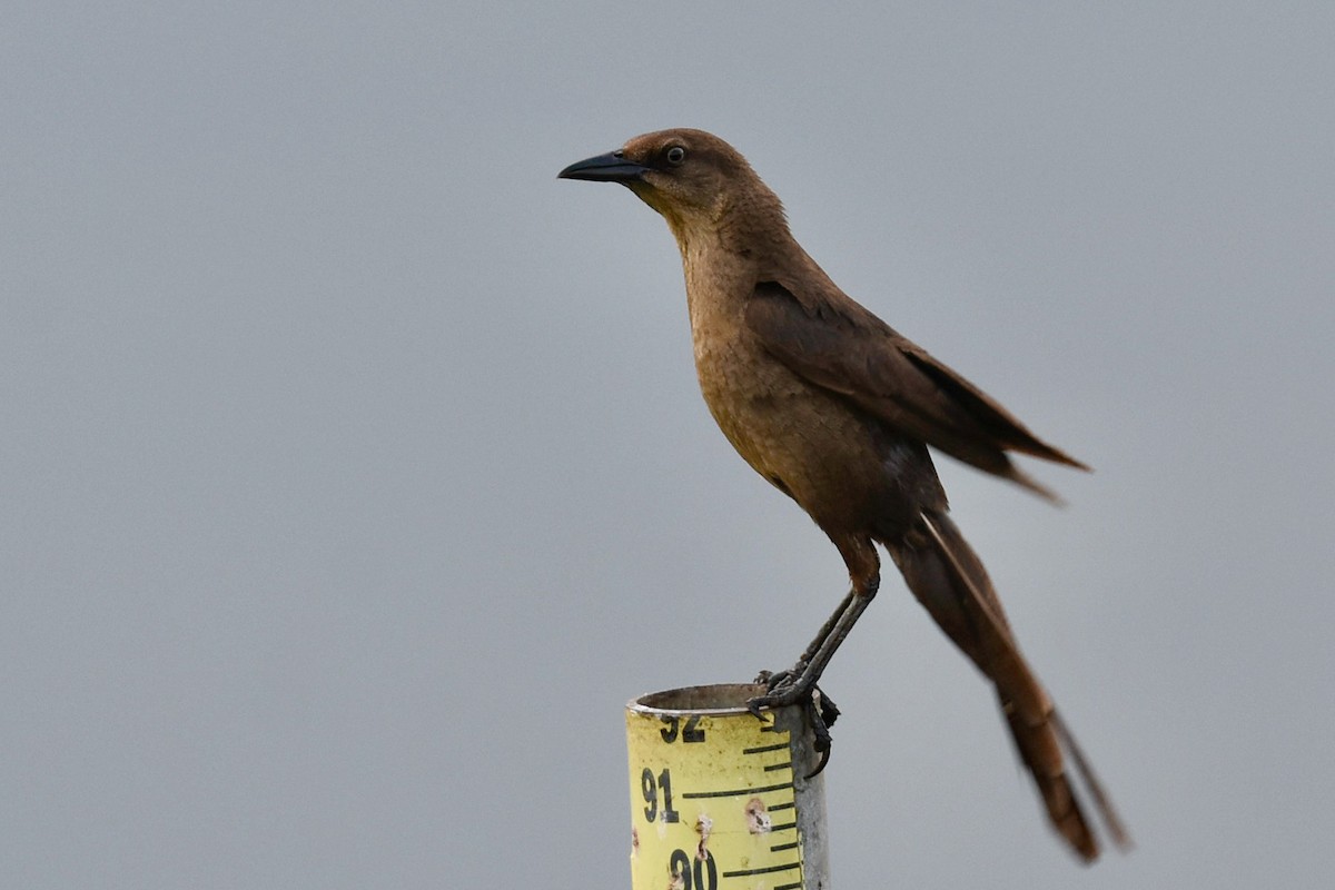 Great-tailed Grackle - ML357236441