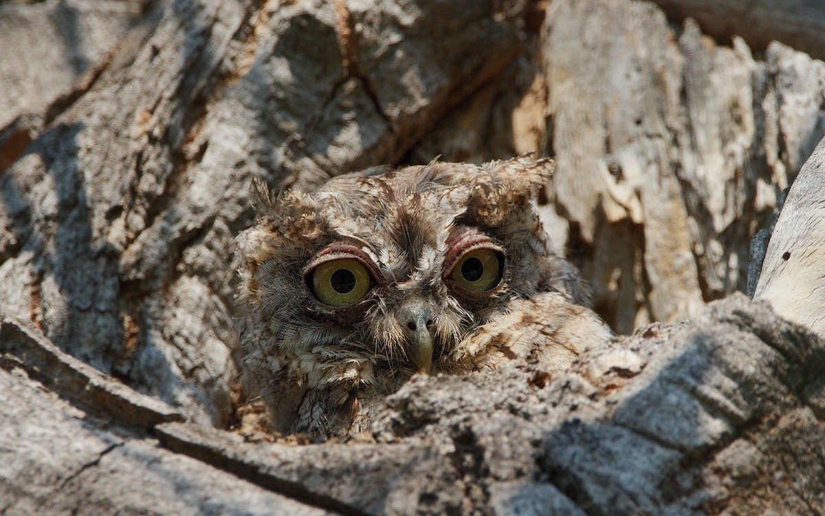 Eastern Screech-Owl - ML357236831