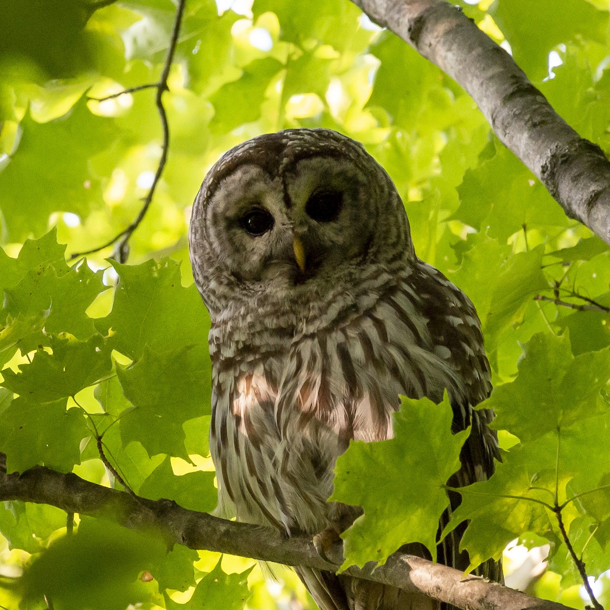 Barred Owl - ML357239071