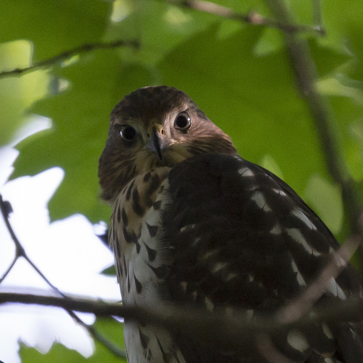 Cooper's Hawk - ML357239541