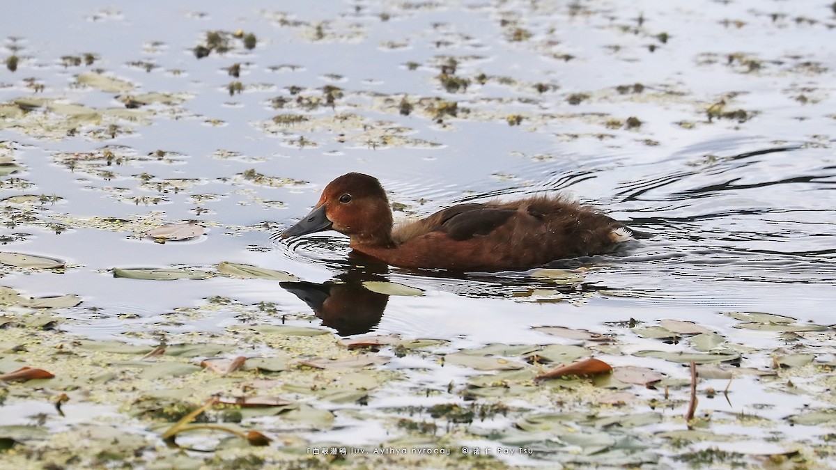 Ferruginous Duck - ML357240621