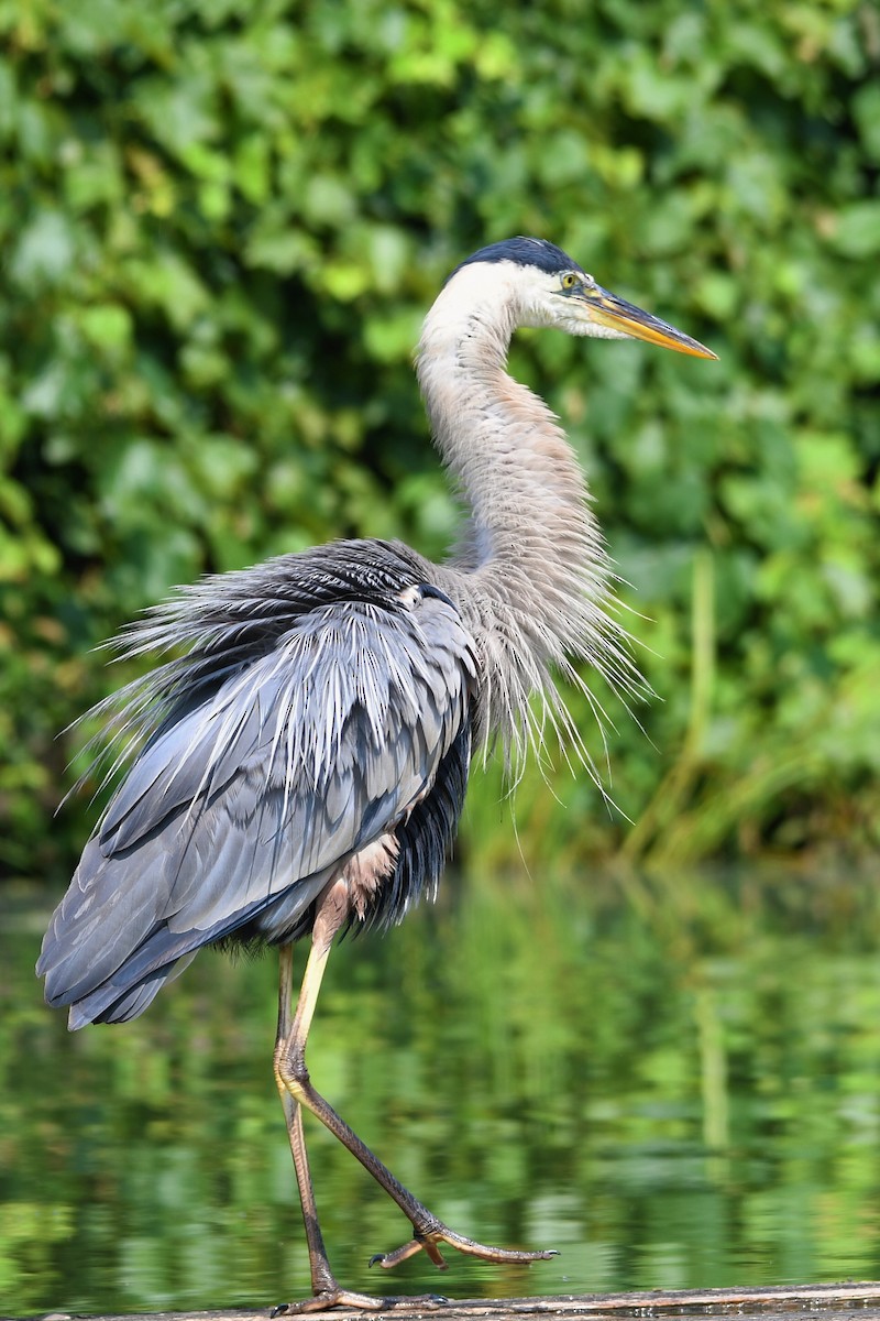 Great Blue Heron - Paul Nale