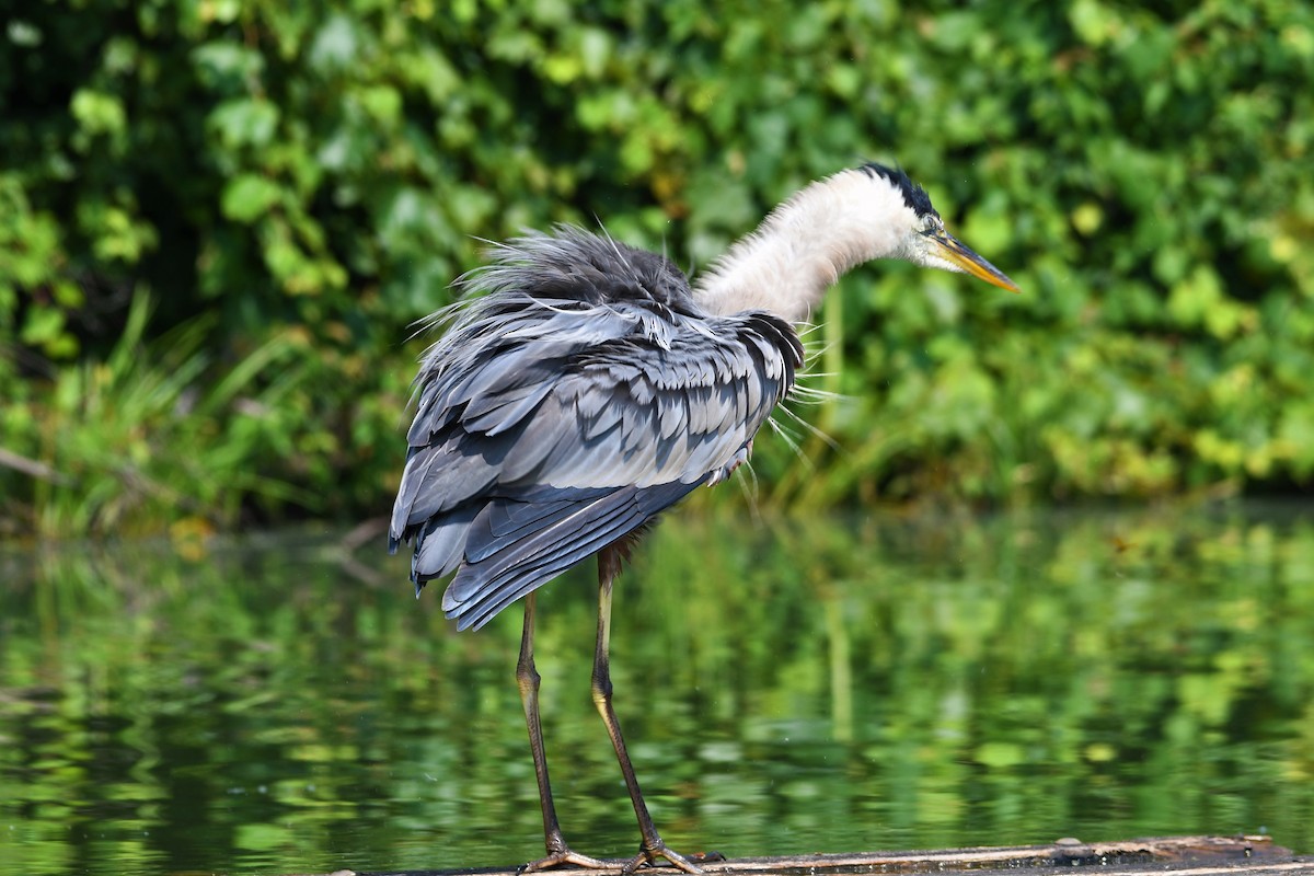 Great Blue Heron - Paul Nale