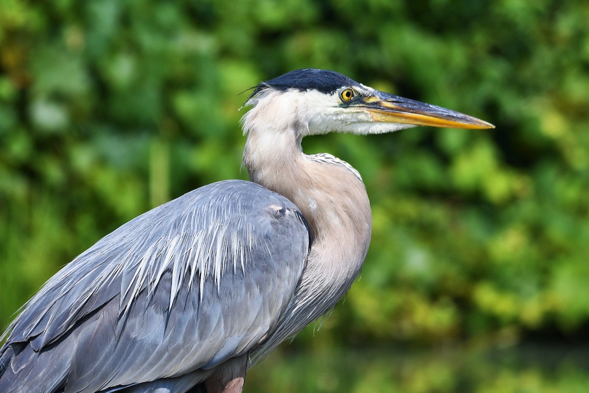 Great Blue Heron - Paul Nale