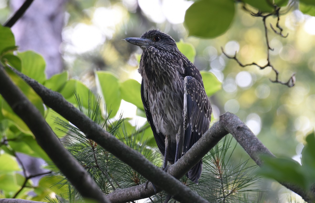 Yellow-crowned Night Heron - ML357241761