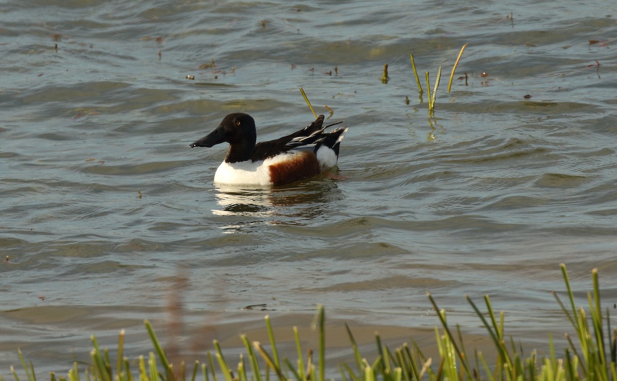 Northern Shoveler - ML357242501