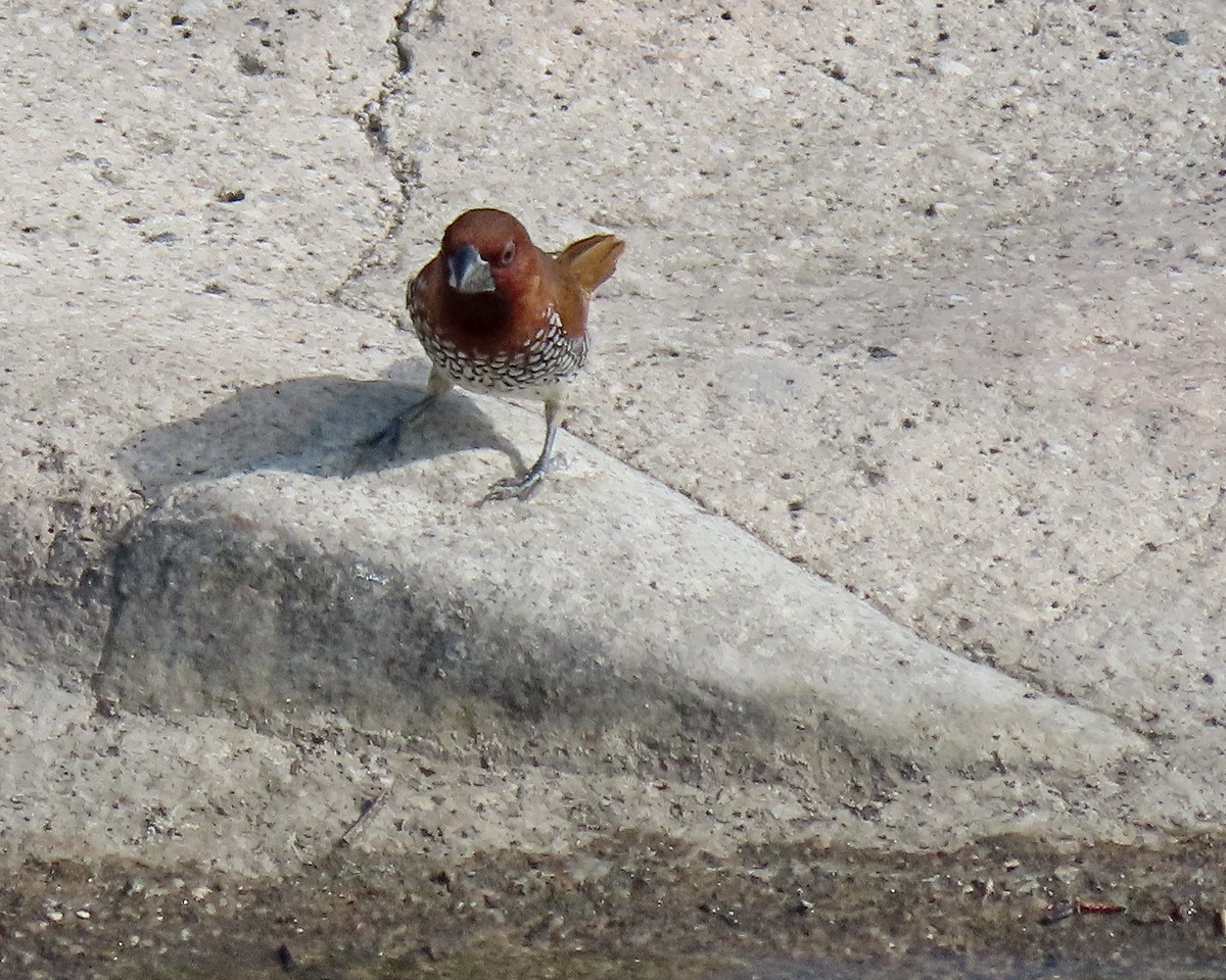 Scaly-breasted Munia - ML357245261