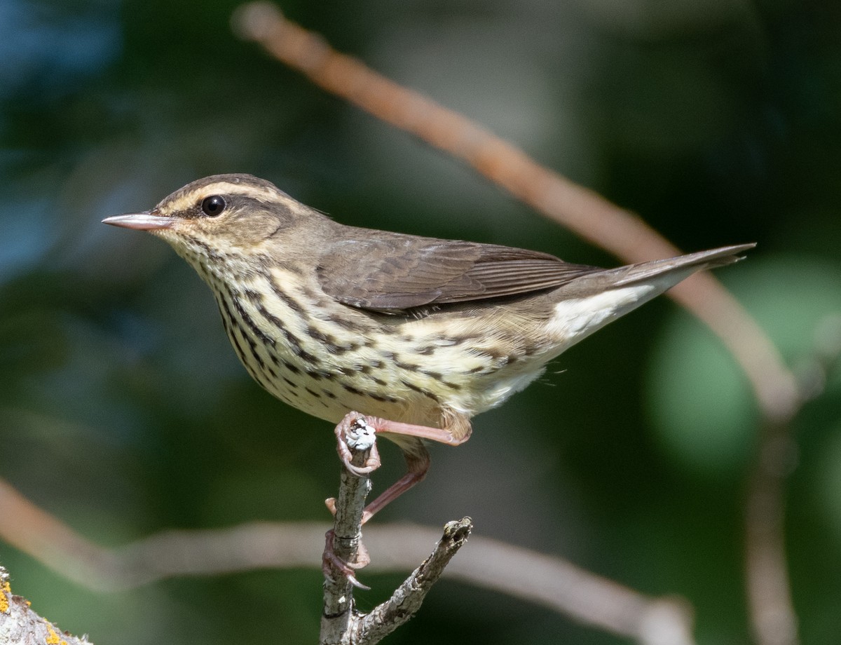 Northern Waterthrush - ML357248431