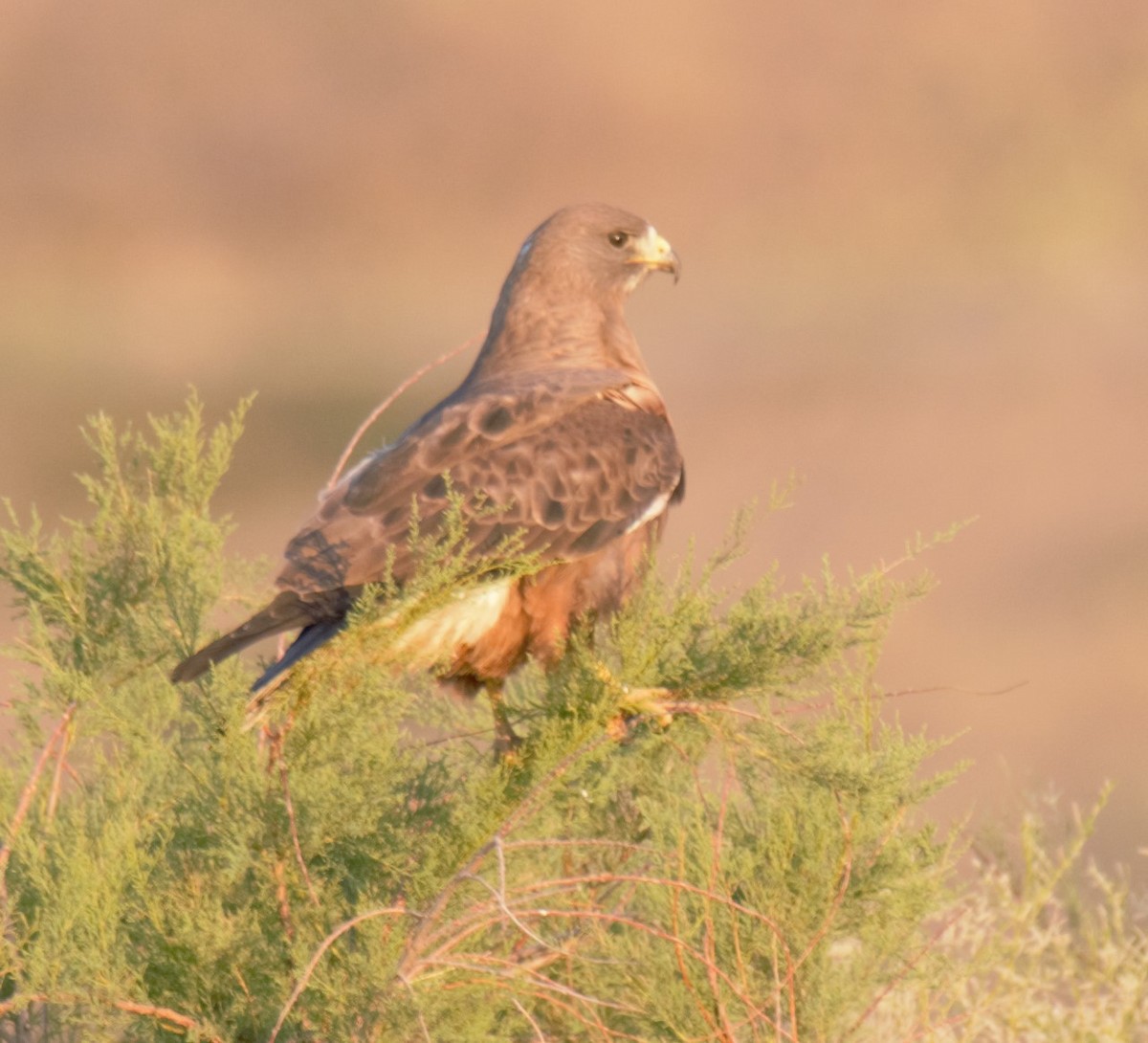 Swainson's Hawk - ML357249681