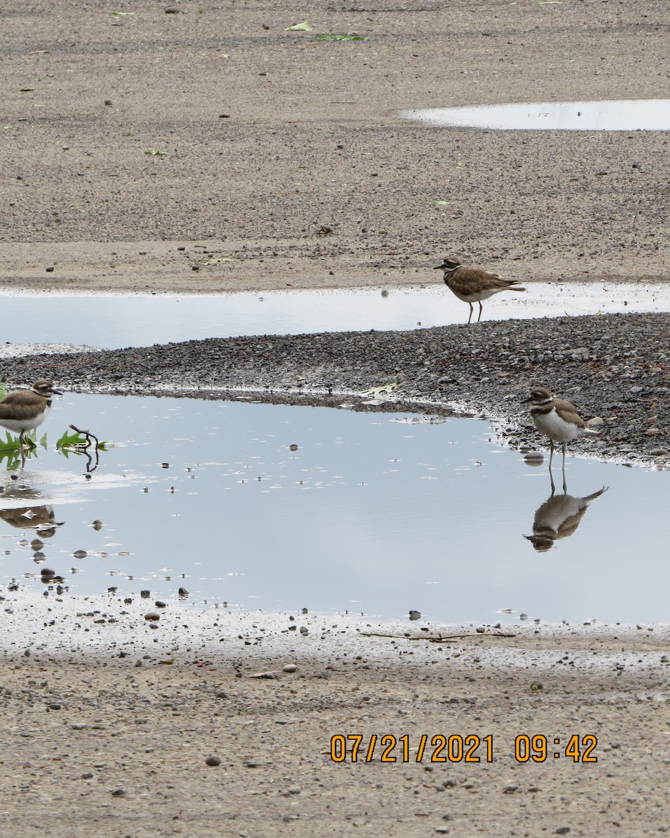 Killdeer - Deb Muzzy