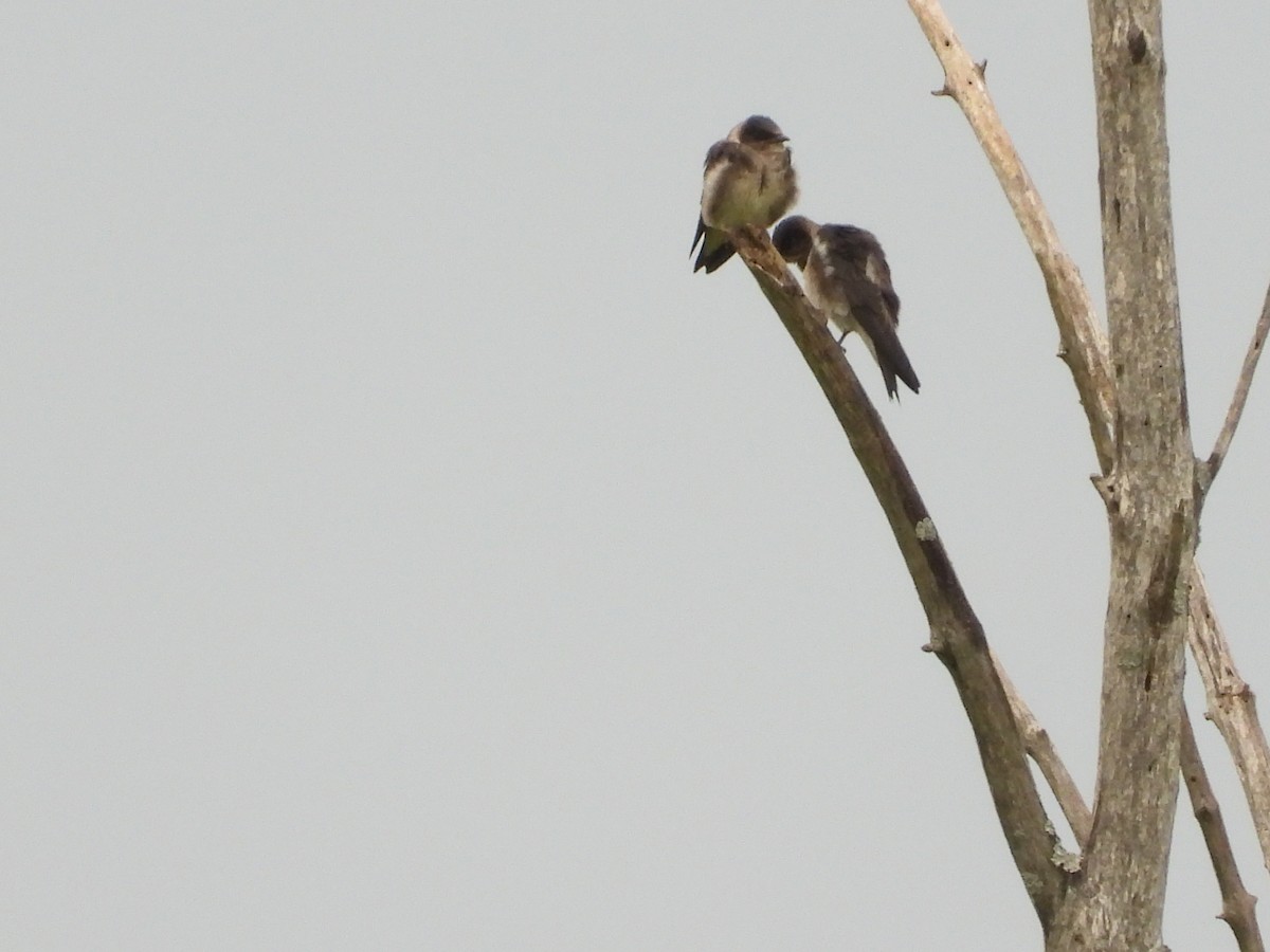 Purple Martin - Martine Parent