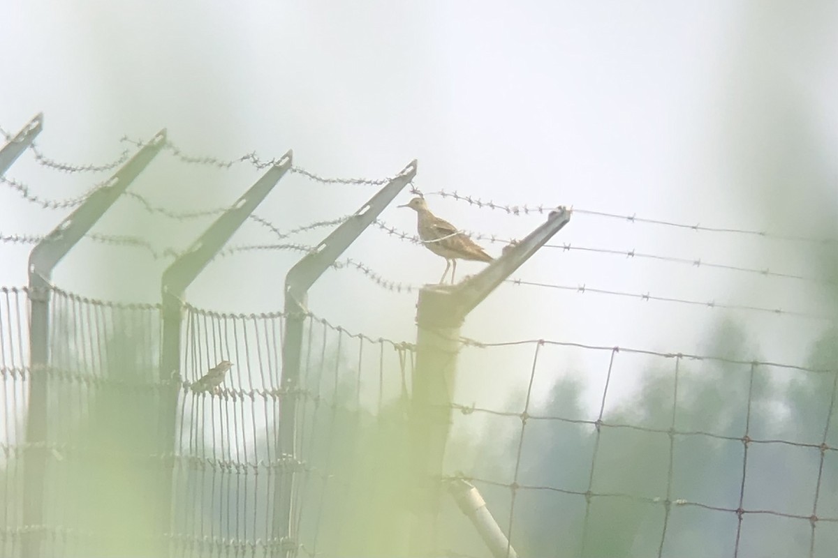 Upland Sandpiper - ML357254491