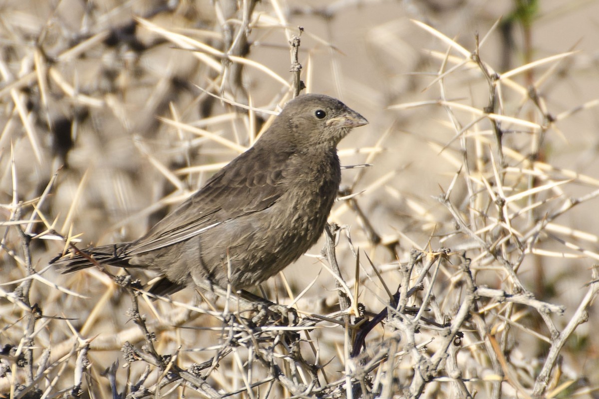 Shiny Cowbird - ML35725451