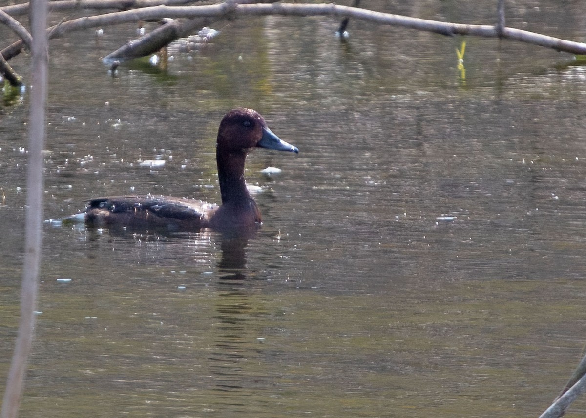 Ferruginous Duck - ML357256091