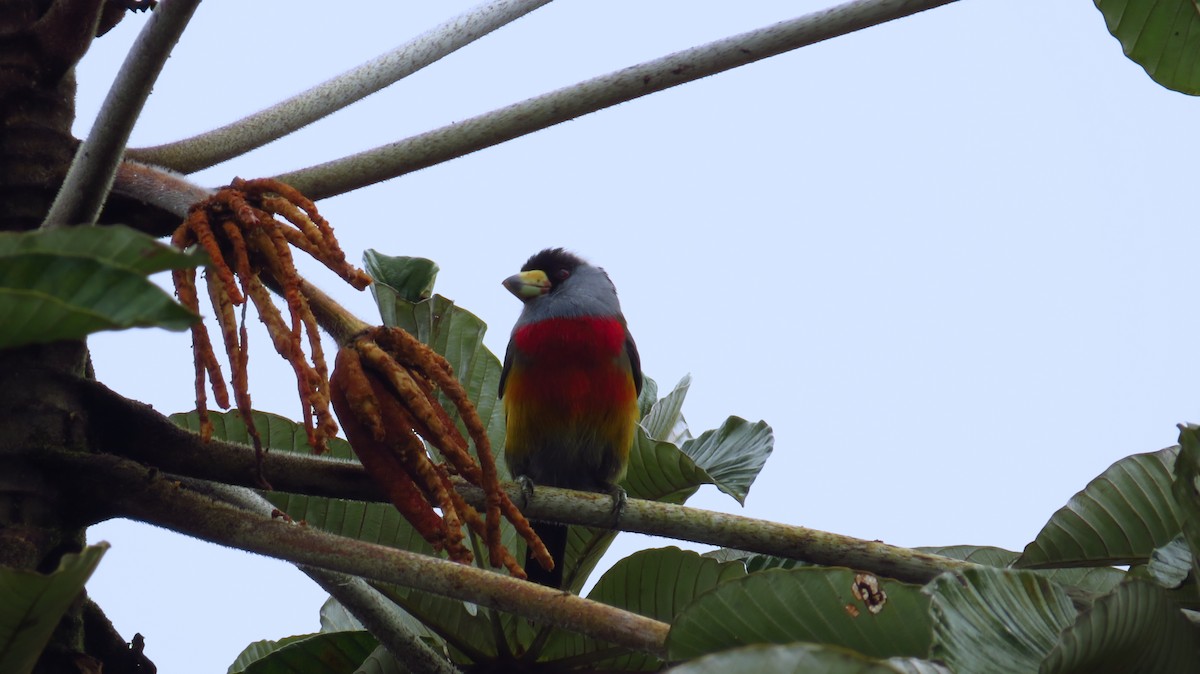 Toucan Barbet - ML35725631