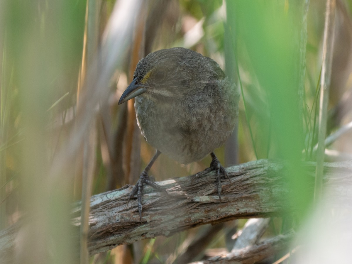 Seaside Sparrow - Will Knowlton