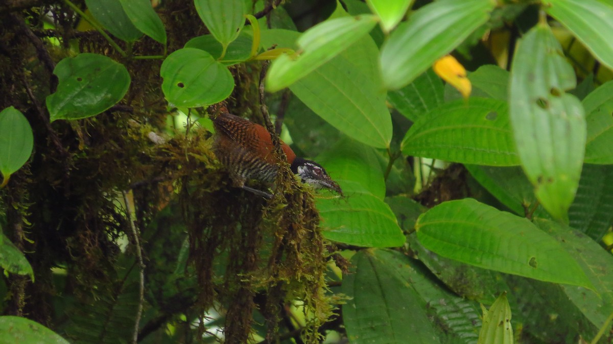 Bay Wren - ML35725721