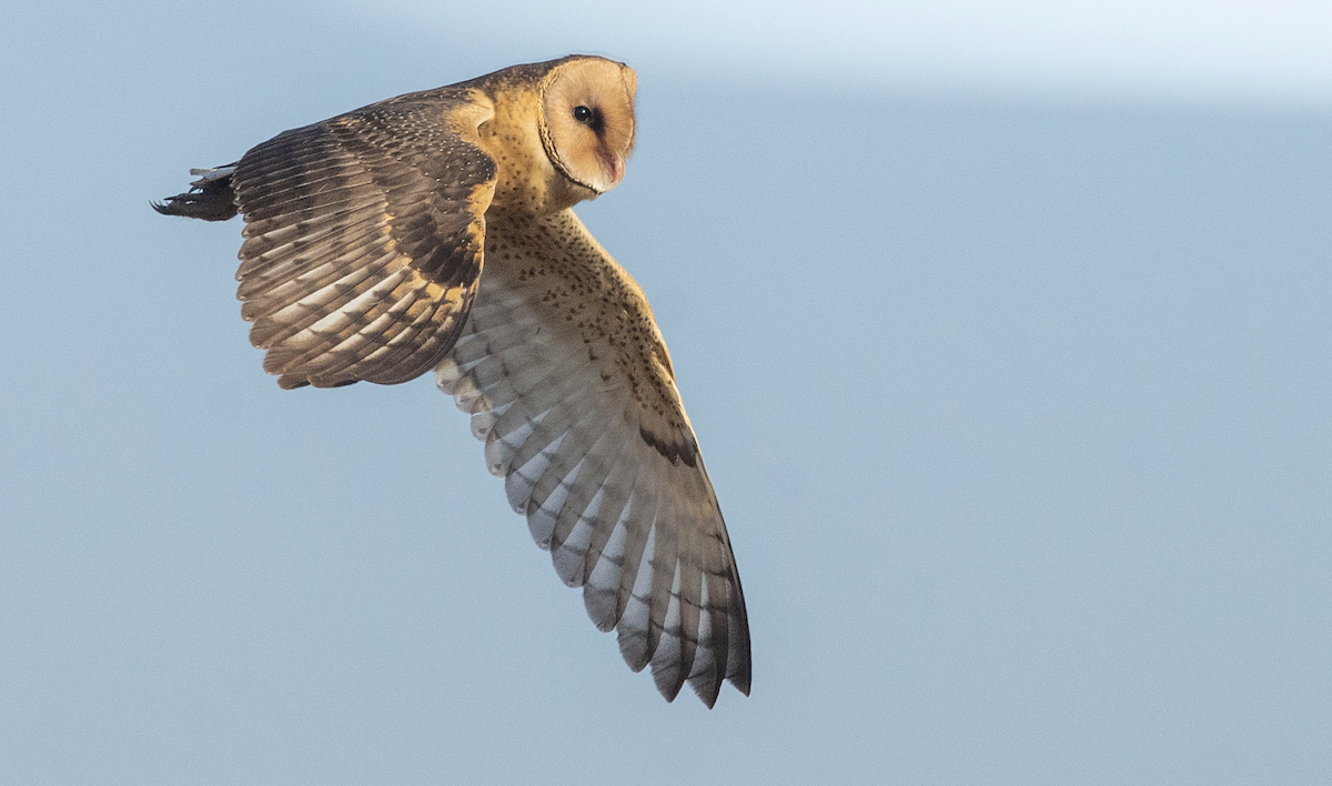 African Grass-Owl - ML357257991