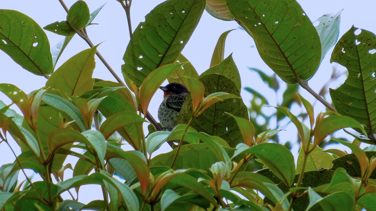 Rufous-throated Tanager - Jorge Muñoz García   CAQUETA BIRDING