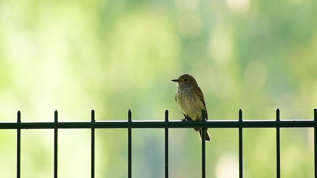 斑鶲 - ML357258721