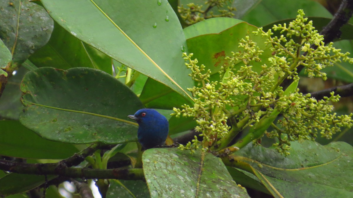 Indigo Flowerpiercer - ML35725881