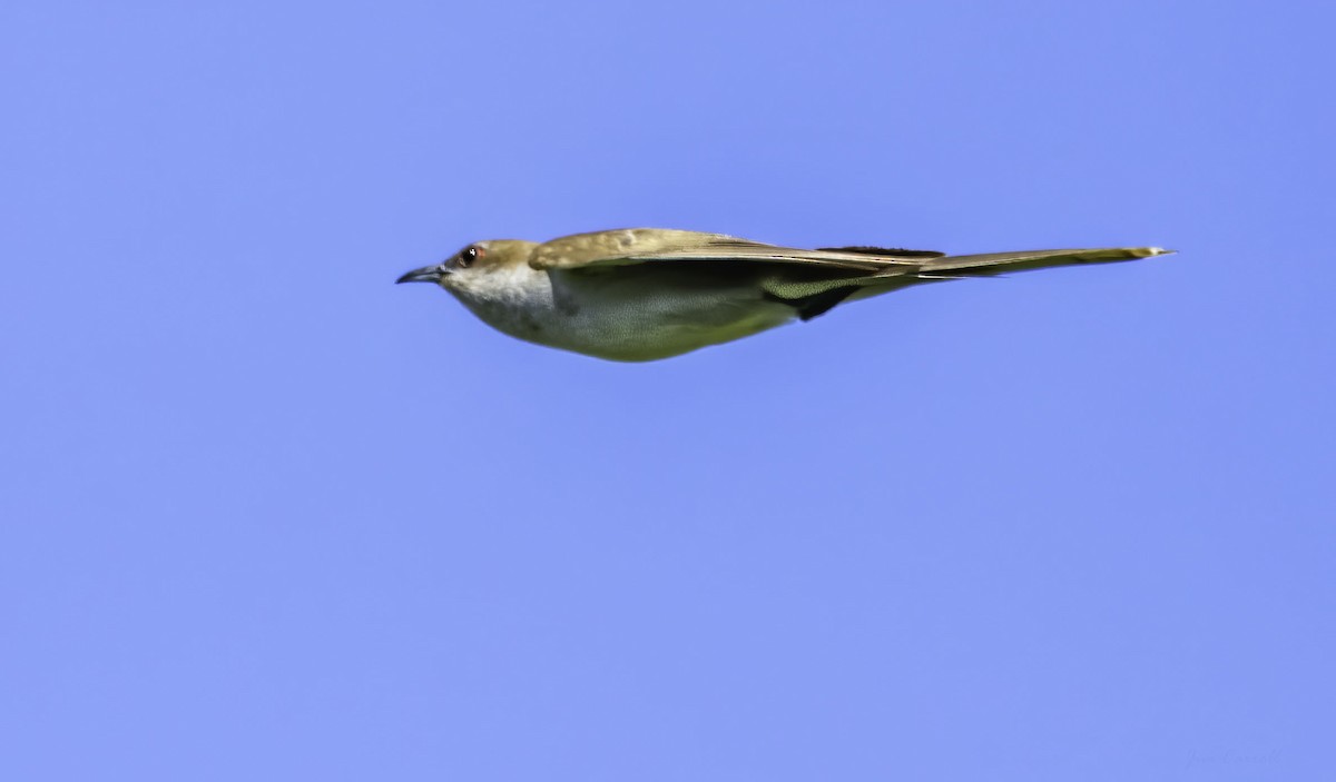 Black-billed Cuckoo - Jim Carroll