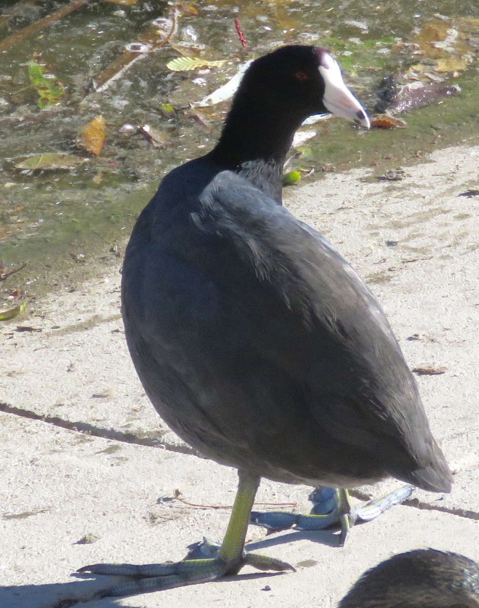 American Coot - Jennifer Rycenga