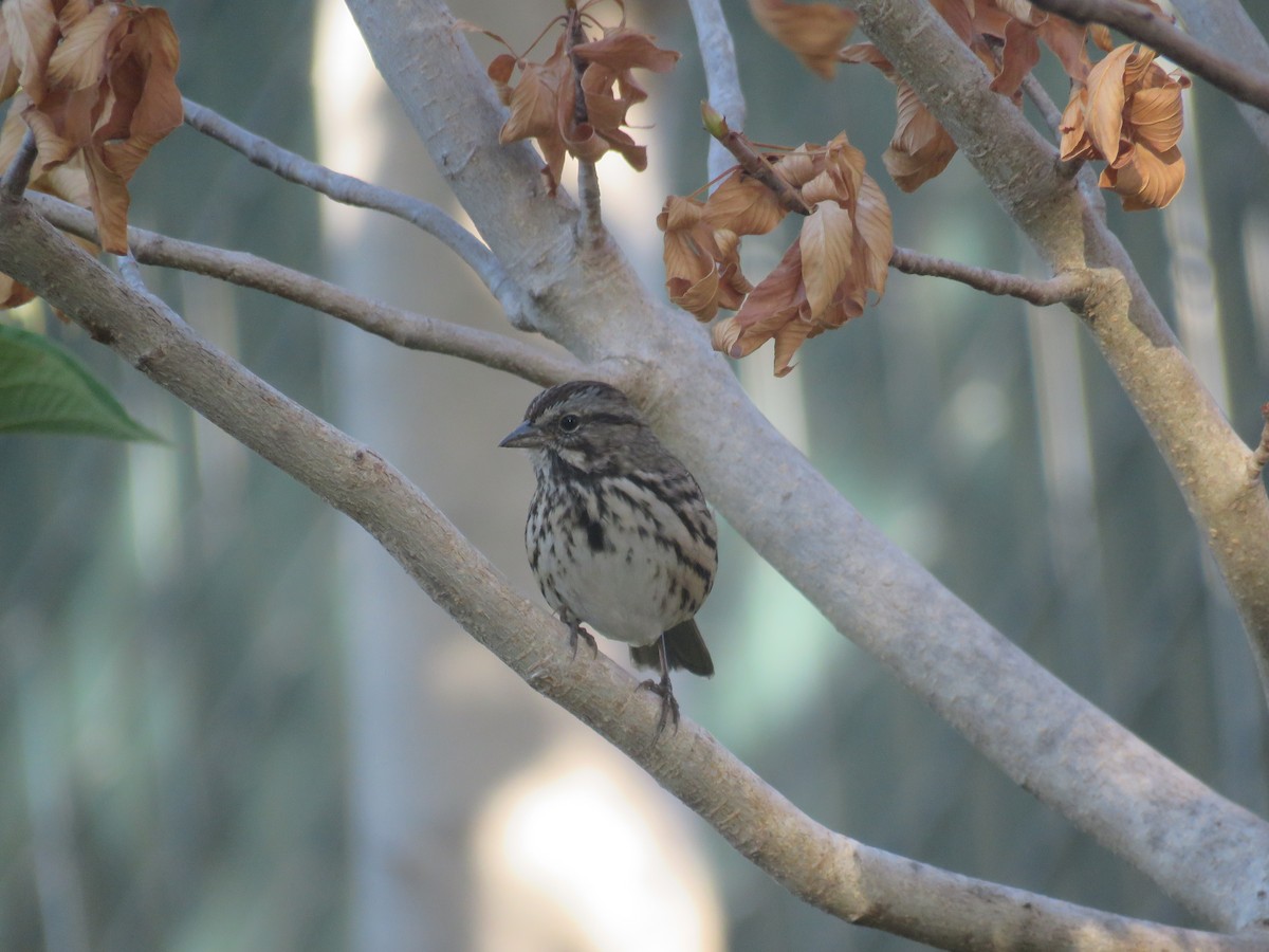 Song Sparrow - Jennifer Rycenga