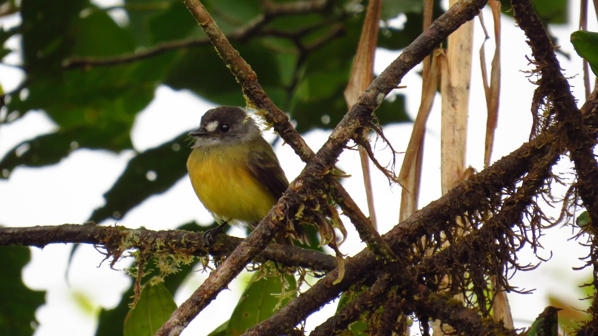 Ornate Flycatcher - ML35726081