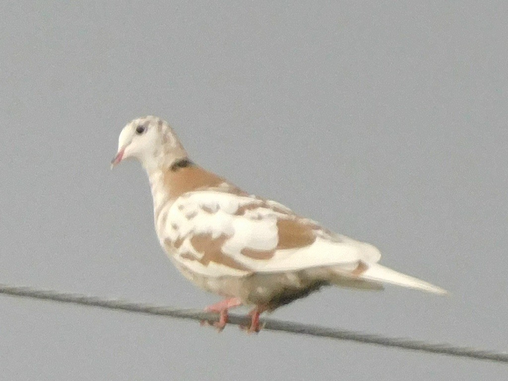 Eurasian Collared-Dove - ML357261811