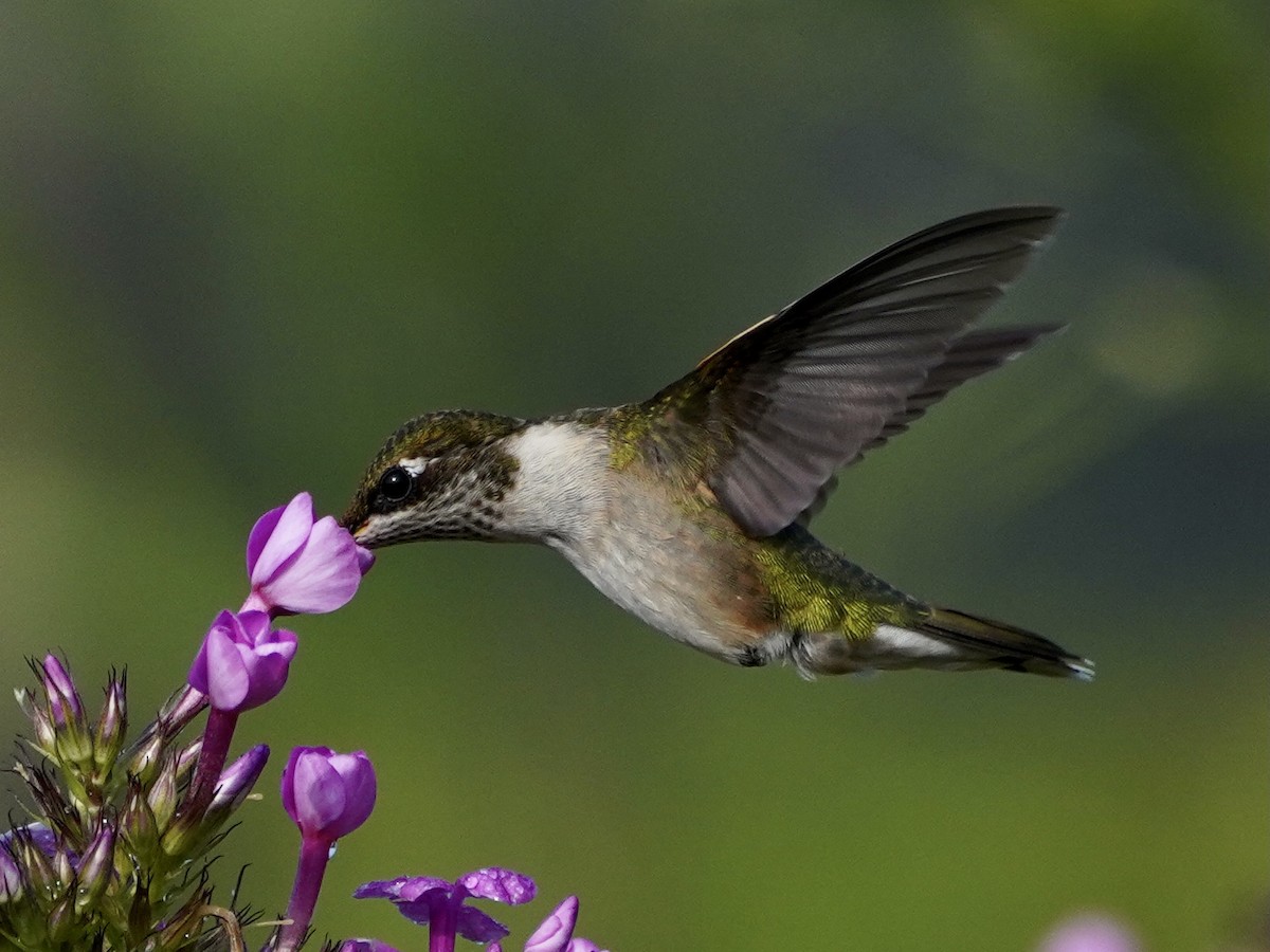 Ruby-throated Hummingbird - Charlene Fan