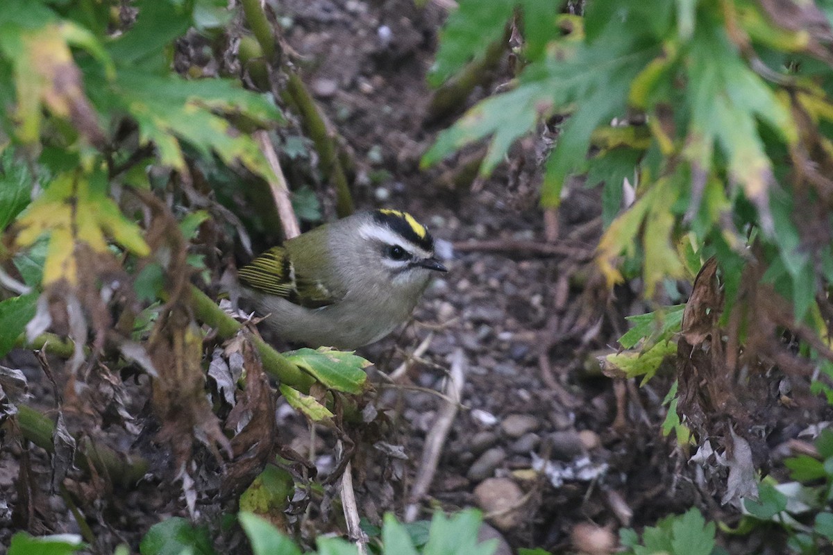 Golden-crowned Kinglet - ML35726311