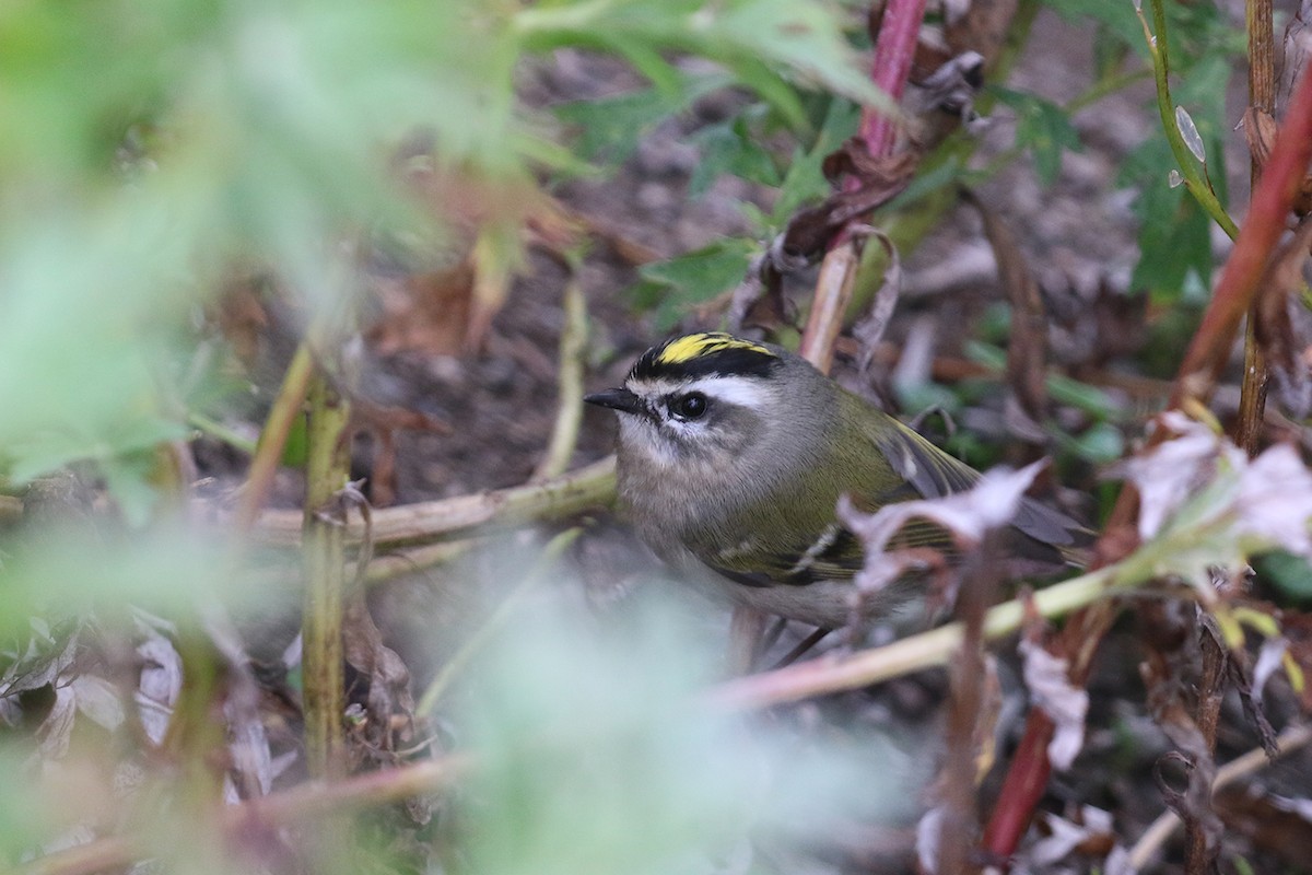 Golden-crowned Kinglet - ML35726321