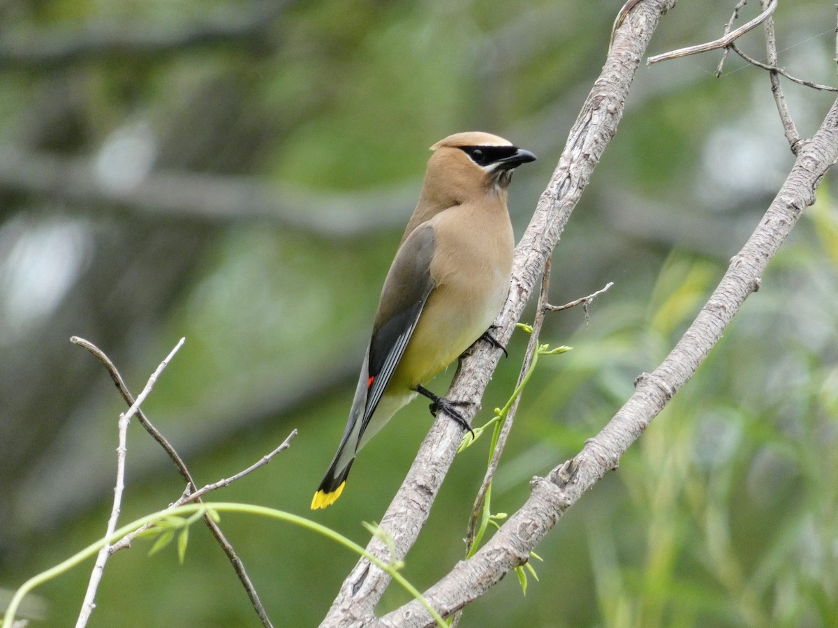 Cedar Waxwing - ML357263531