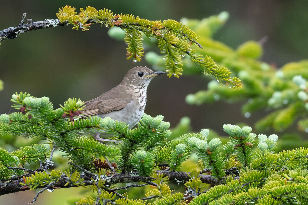 Gray-cheeked Thrush - Blair Dudeck