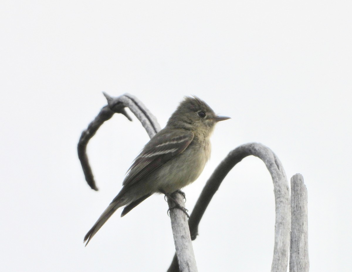 Western Flycatcher (Cordilleran) - ML357267411