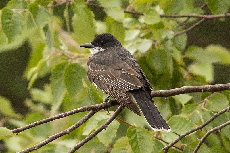 Eastern Kingbird - Martin Wall