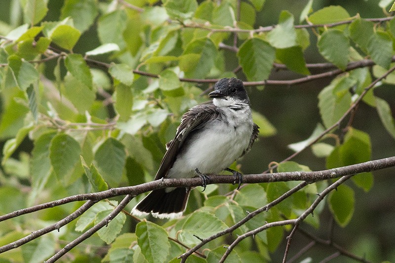 Eastern Kingbird - Martin Wall