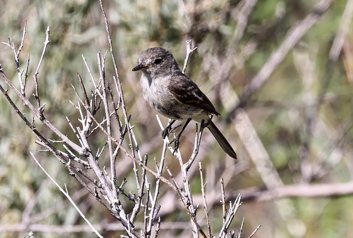 Gray Flycatcher - Jocelin Hackathorn