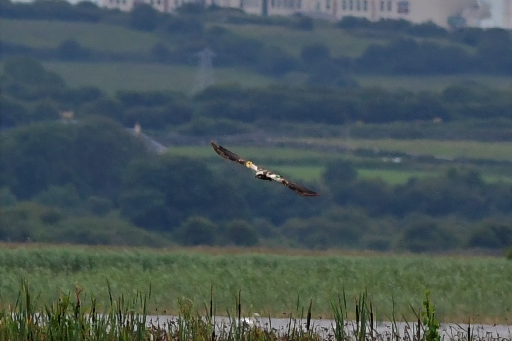 Western Marsh Harrier - Mike Sylvia