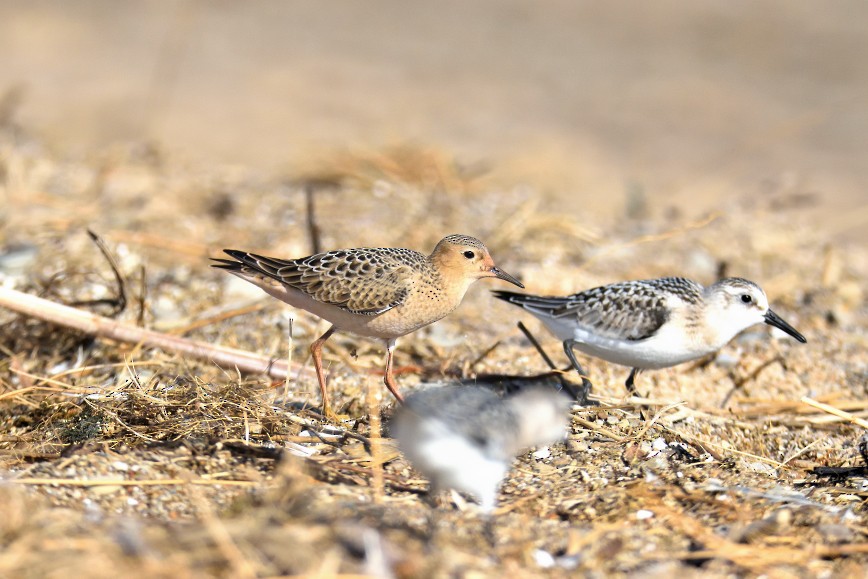 Buff-breasted Sandpiper - ML357272041