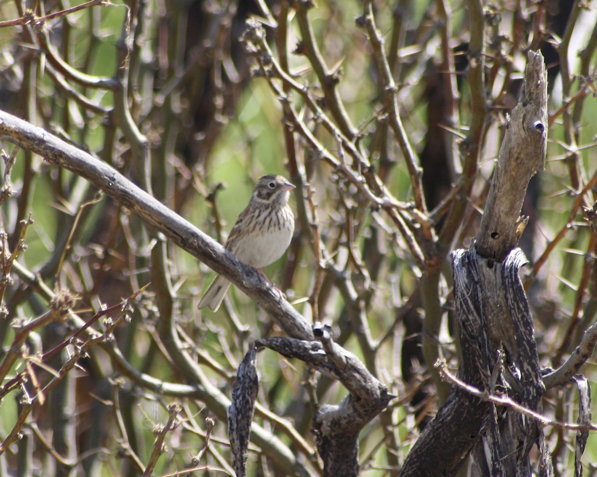 Vesper Sparrow - ML357273001