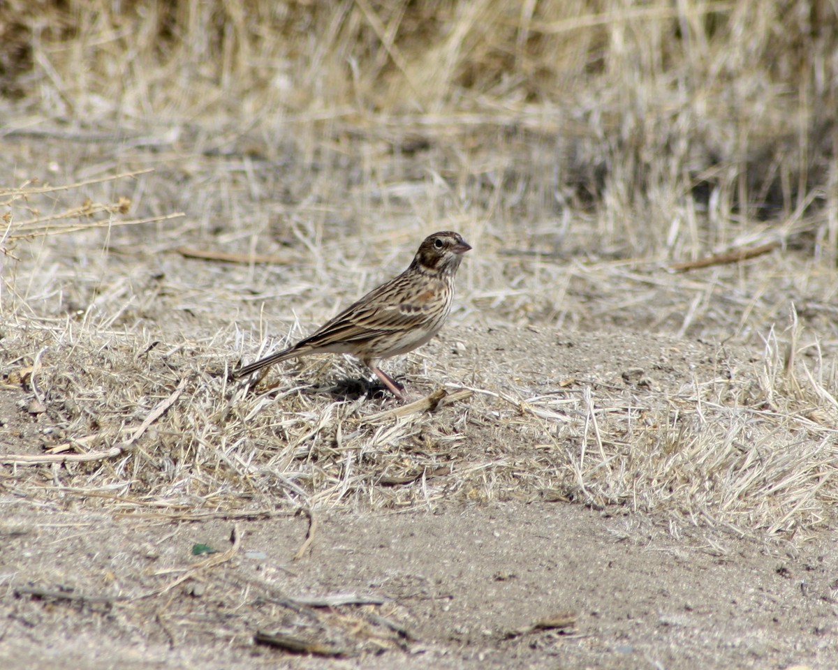 Vesper Sparrow - ML357273041
