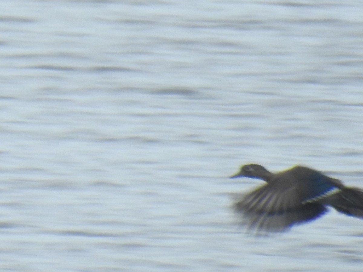 Wood Duck - ML357274831