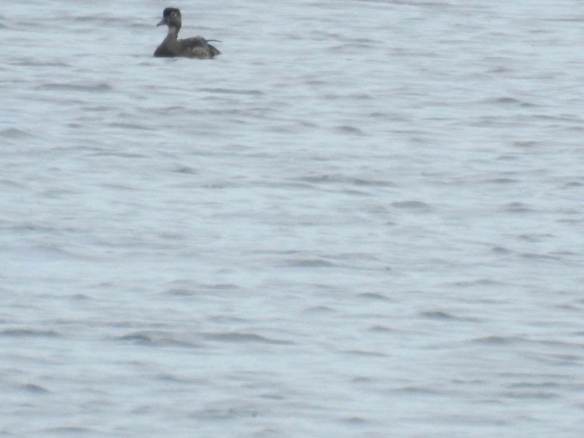 Wood Duck - ML357274841